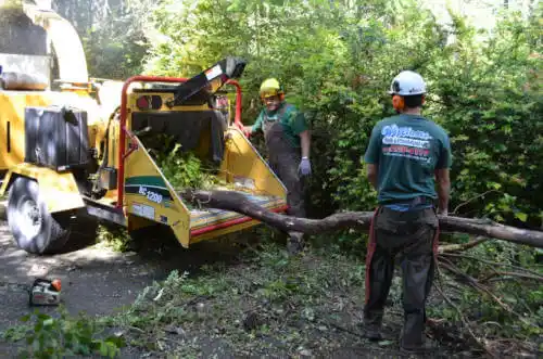 tree services Bainbridge